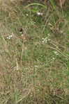 Hedge parsley